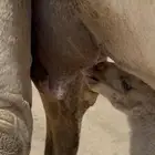 خلفه وضحا برد هداوه وحليب وزين الحليب سطل وهديه