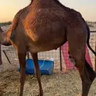 بكره حمراء وتب