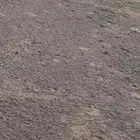 للبيع فحل نجدي سدس مشروط النسف والقريع