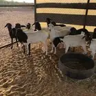غنم برابر