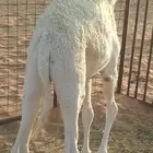 قعود بري عمره 7 شهور طيب