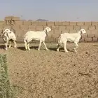 رخال حريات صنف بيع مستعجل