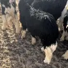 بهم نجد