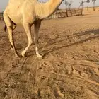 قعود جذع فحل باتلي على بعير ابو عجاريد