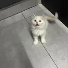 قط صغير للبيع