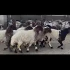 غنم صنف الصنف .