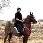 حصان كفو