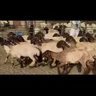 جذعات نعيم صنف .