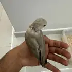 ببغاء روز
