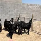 معزاء عوارض