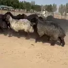 غنم عرب شهب فاخره للبيع