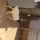 البيع خروف بربري سنه جذع ظهره مغلق تربيه 4شهور وزود وسليم