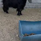 تيس عارضي صنف