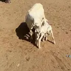 غنم رفيد دفيع قريب ولاد