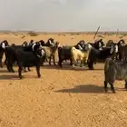 معزا