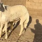 خروف حري صنف بيع مستعجل