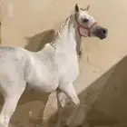 فرس شيخة شعبيه للبيع العمر