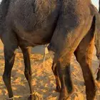 بكره مفروده طيبه