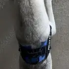 هاسكي