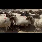 غنم نعيم شرط الدفيع .