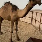 قعود.سمين