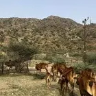 بقر مراح واحد.