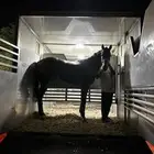 عربة خيل دينا نقل خيل عربه خيل 6 روس