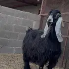 عنز صنف الدوادمي