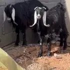 ماعز عدد 5 بعضهن مضرع
