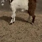 جفرات مصريات مقرعات اشكال ولون