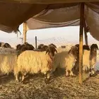 للبيع جذعات نعيم مراح واحد