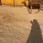 للبيع لقحتين حمر