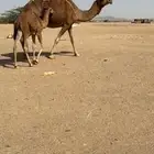 خلفة ساحلية للبيع