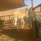عشرا طيبه تحتها قعود