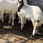 بهم للبيع