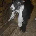 تيس عارضي صنف