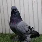 جوز لونق فيس