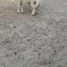 خروف حري