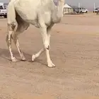 بكره رمانيه