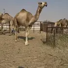 بكره شقحا