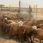 سواكن حمري