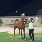 فحل واهو مكس فاخر مستورد من الإمارات