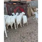 ذبايح تضحي تحجز لين يوم العيد