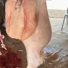 ذبايح ابو فهد نعيمي حري سواكني