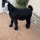 تيس عارضي كفو