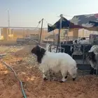 خروف فاخر