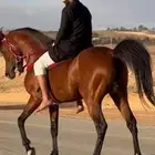 فحل واهو شيخ