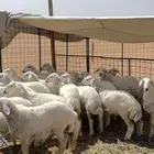 رخال حريه صنف الصنف