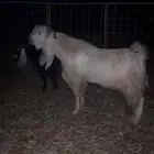 تيس فحل