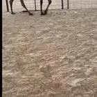 جذعه طيبه جدا ضروبه